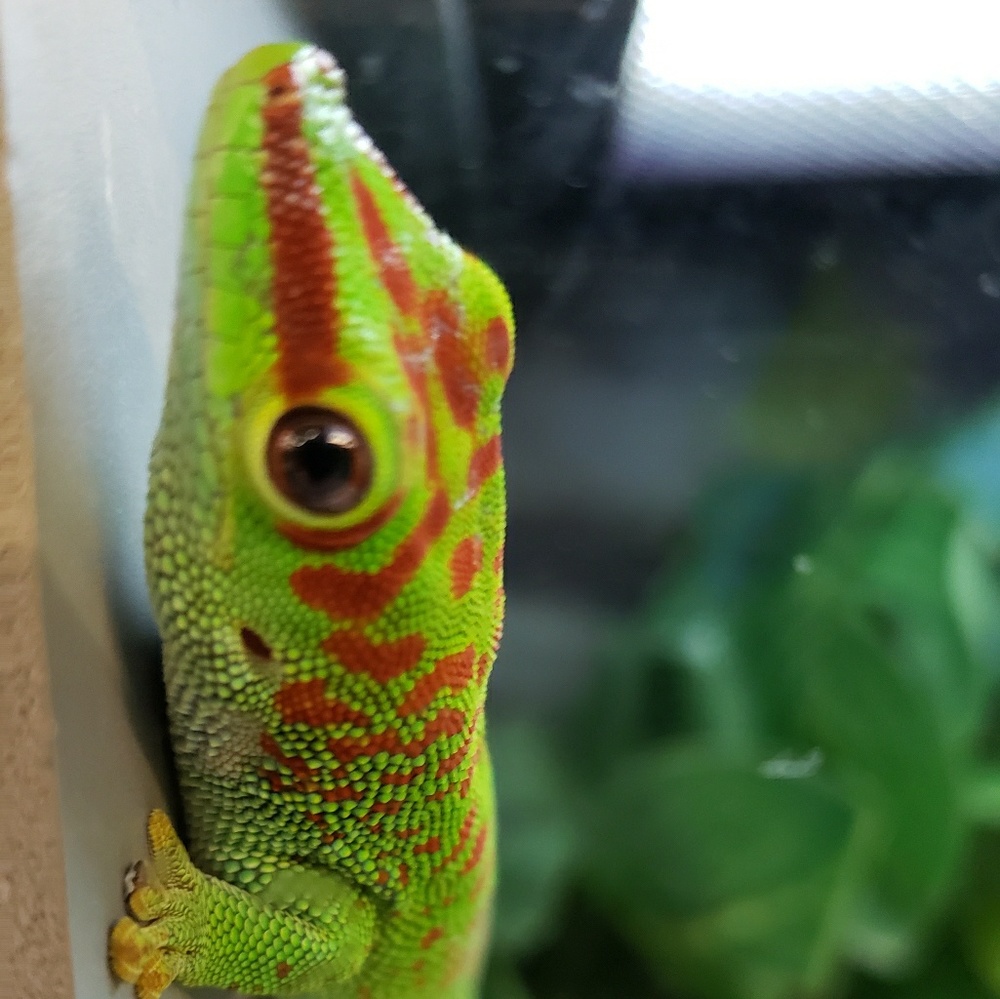 Meet your Posher, Otis